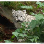 Baby Snow Leopard: Hide