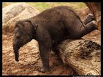 Baby Elephant Gymnastics by TVD-Photography