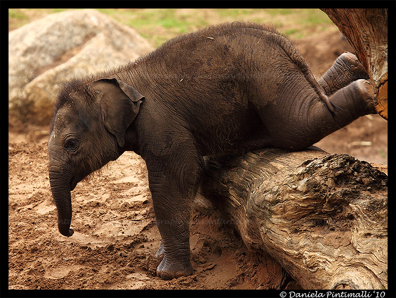Baby Elephant Gymnastics