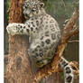 Baby Snow Leopard: In Tree II