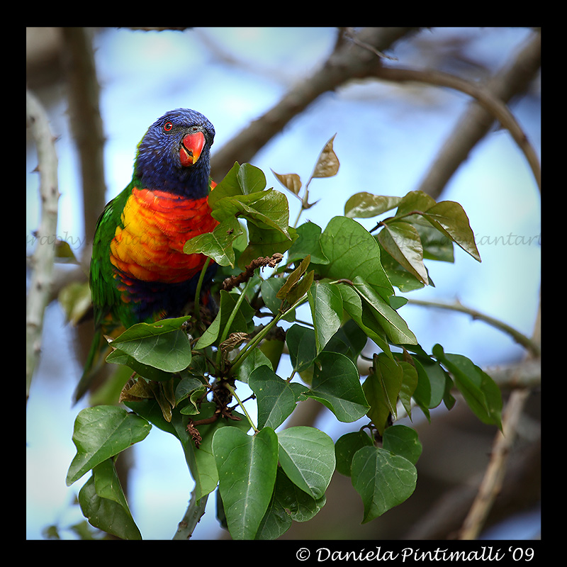 Rainbow Lorikeet