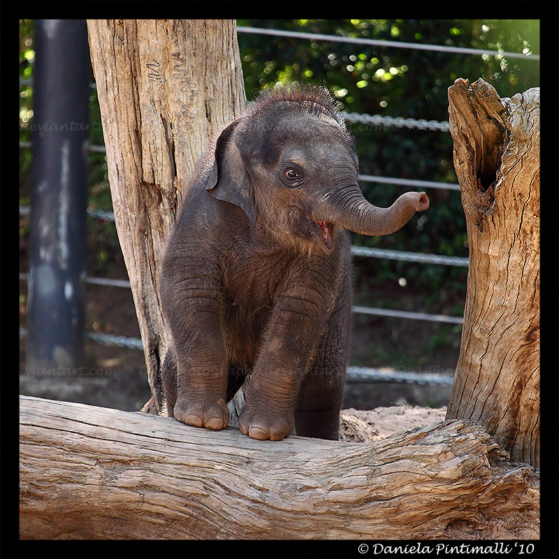 Baby Elephant: Looking Cute