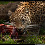 Persian Leopard: Meal Time II