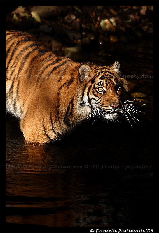 Tiger in the water