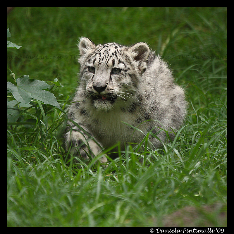 Baby Snow Leopard: Stalk