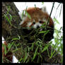 Baby Red Panda