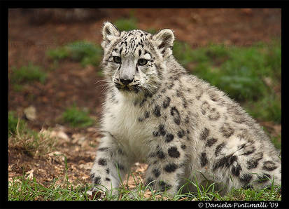 Baby Snow Leopard IX