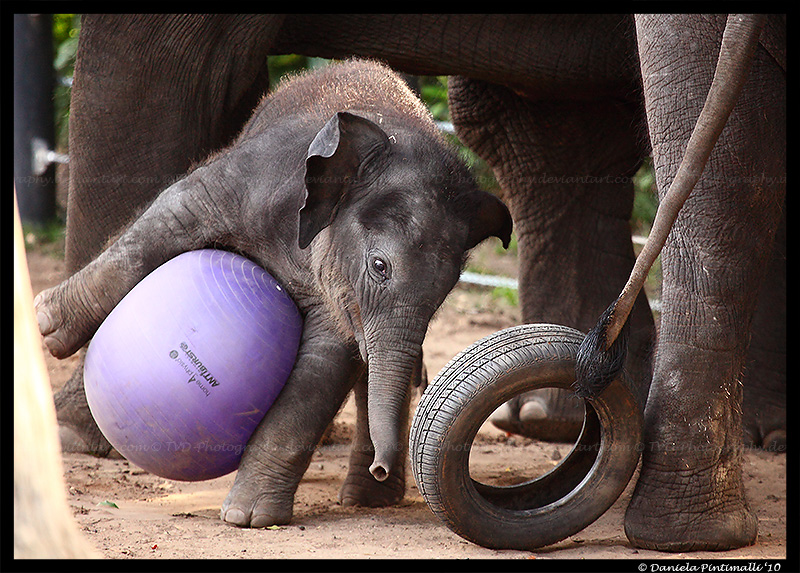 Clumsy Baby Elephant II