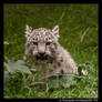 Baby Snow Leopard: Delicious