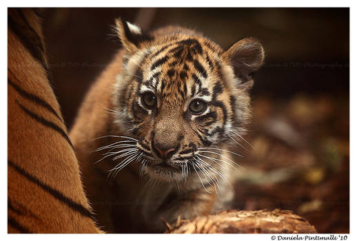 Baby Tiger: Wonder