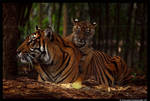 Baby Tiger: Love mum by TVD-Photography