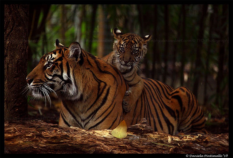 Baby Tiger: Love mum