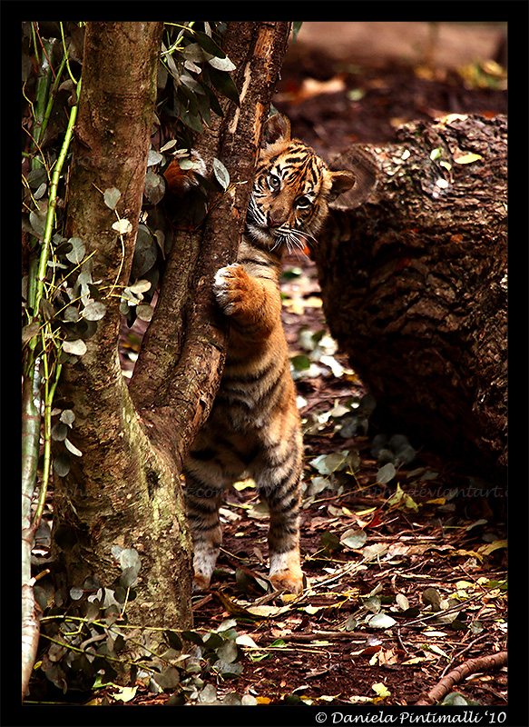 Baby Tiger: Hug Tree