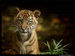 Baby Tiger Portrait III by TVD-Photography