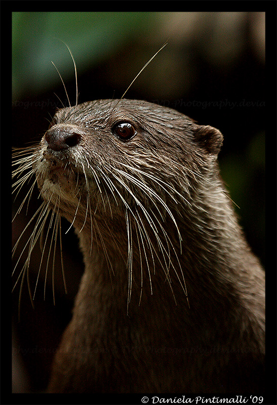 Otter Portrait III