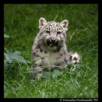 Baby Snow Leopard: Tasty