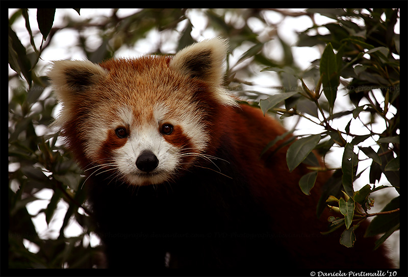 Red Panda Portrait IV