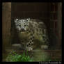 Baby Snow Leopard X
