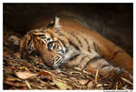Baby Tiger: Model by TVD-Photography
