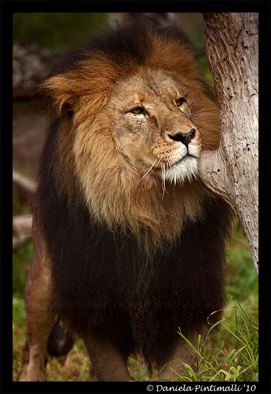 Lion: Contemplative