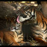 Tigers: Bath Time
