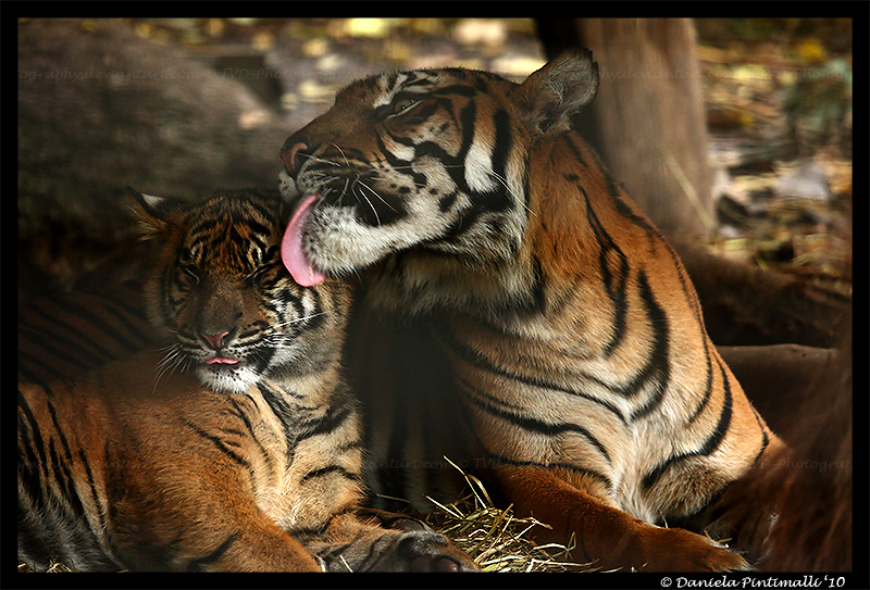 Tigers: Bath Time