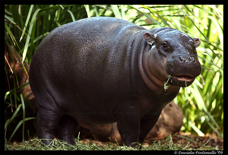 Baby Hippo: Lunch II