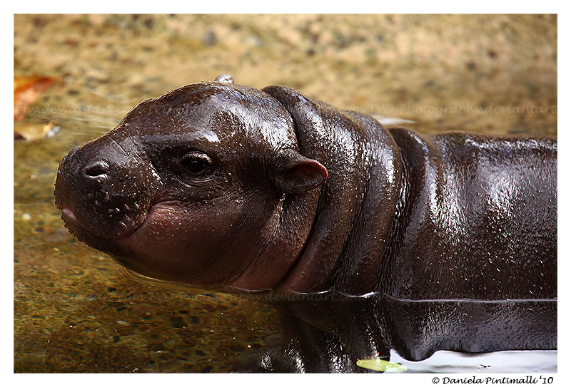 Baby Hippo Portrait