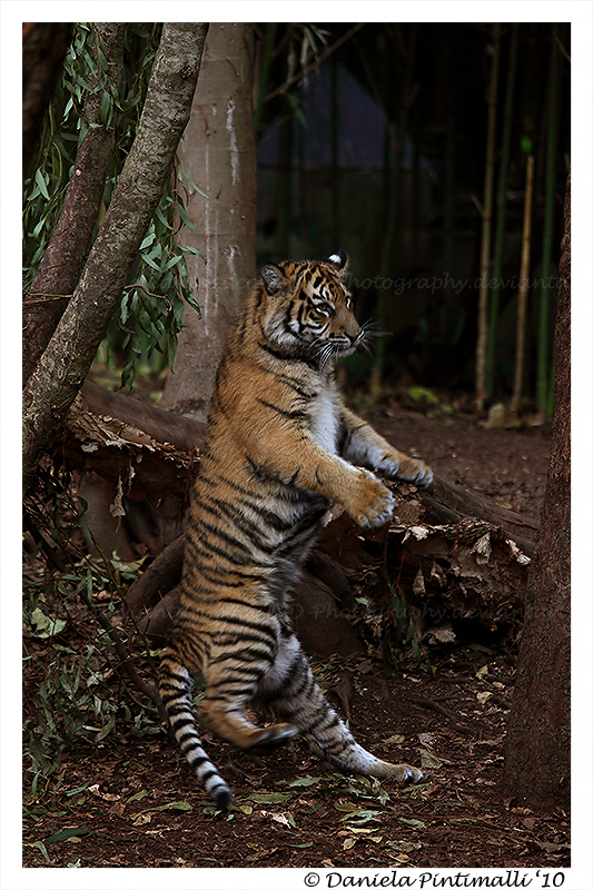 Baby Tiger Dance