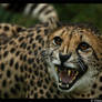 Angry Cheetah