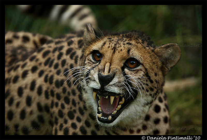 Angry Cheetah