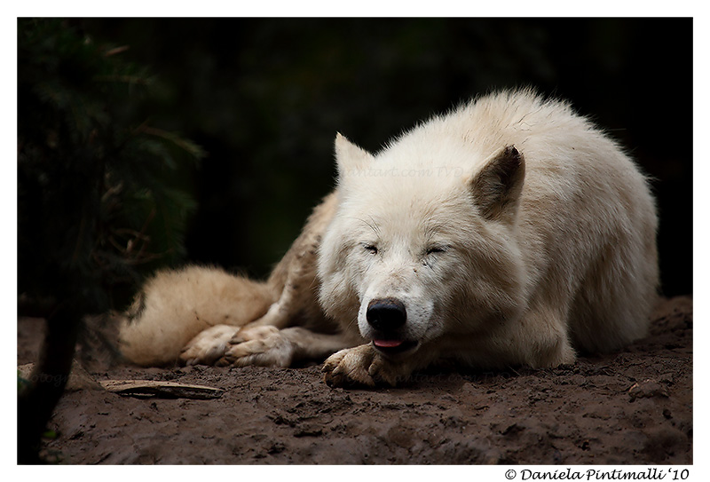 Happy Arctic Wolf