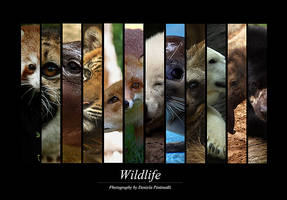 Wildlife Calendar