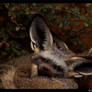 Sweet Bat Eared Fox