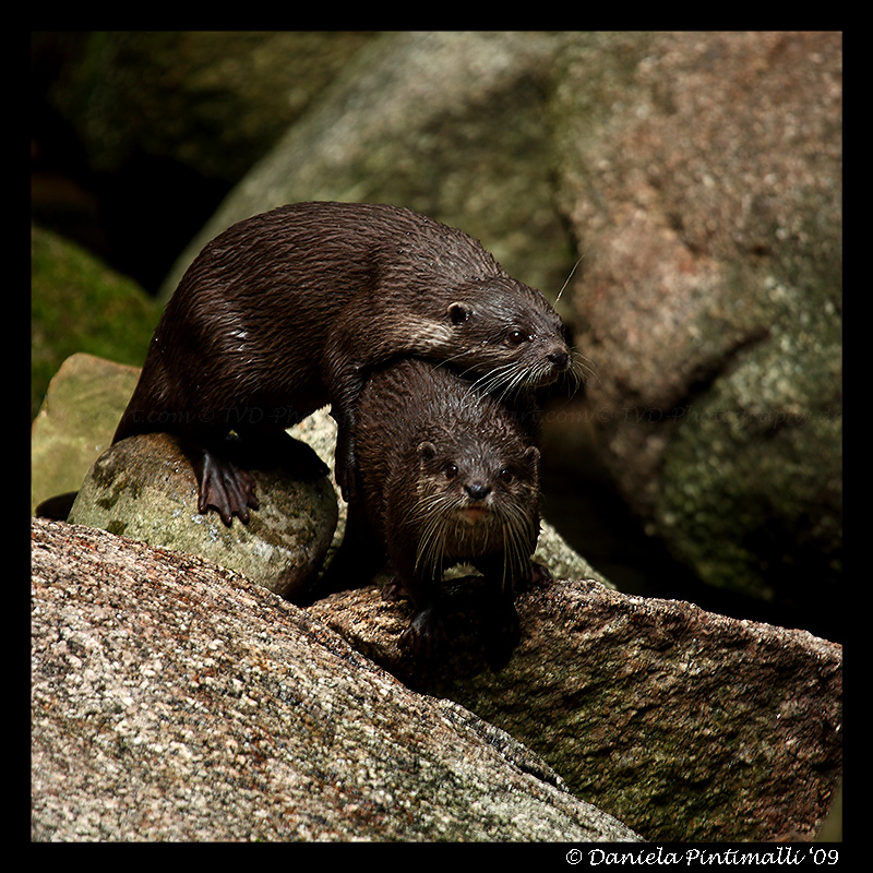 Otters: Hug Time