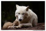 Arctic Wolf Portrait by TVD-Photography