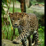 Leopard Approaching