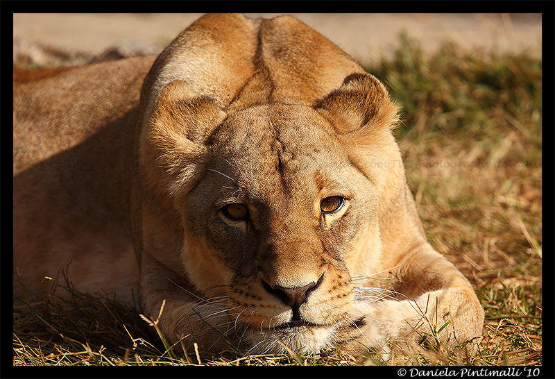 Lioness Portrait