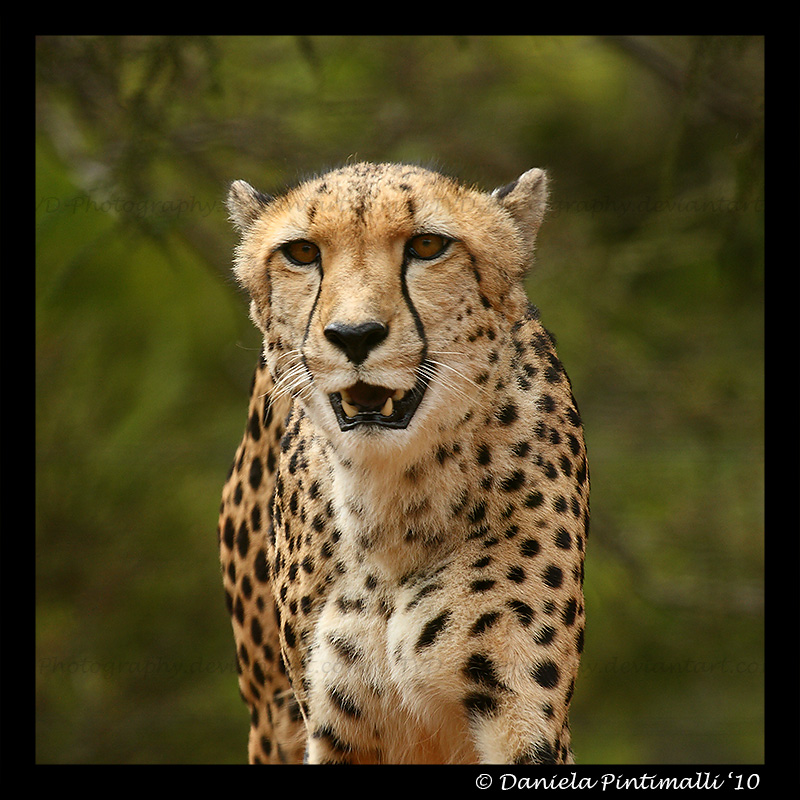 Cheetah Portrait