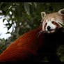Hungry Red Panda III