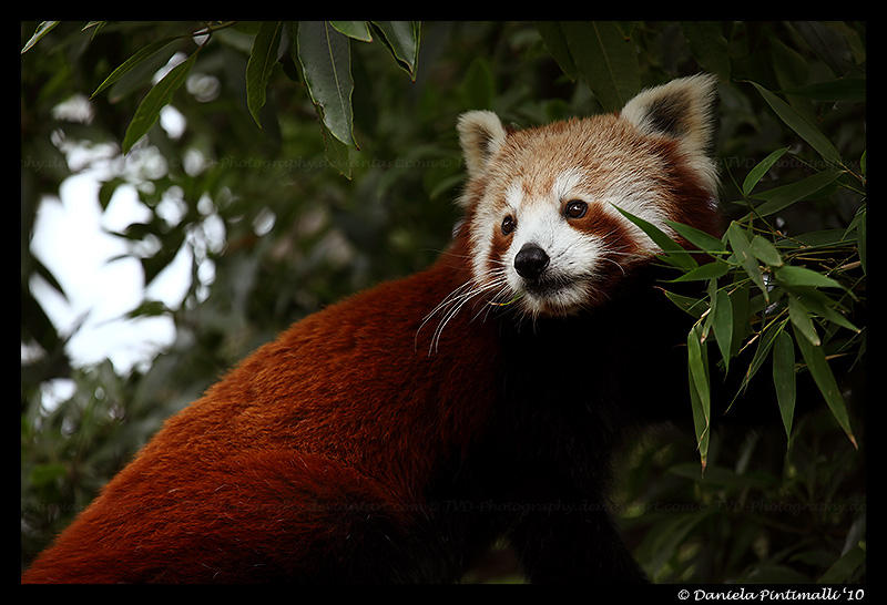 Hungry Red Hungry Red Panda III by TVD-Photography on DeviantArt