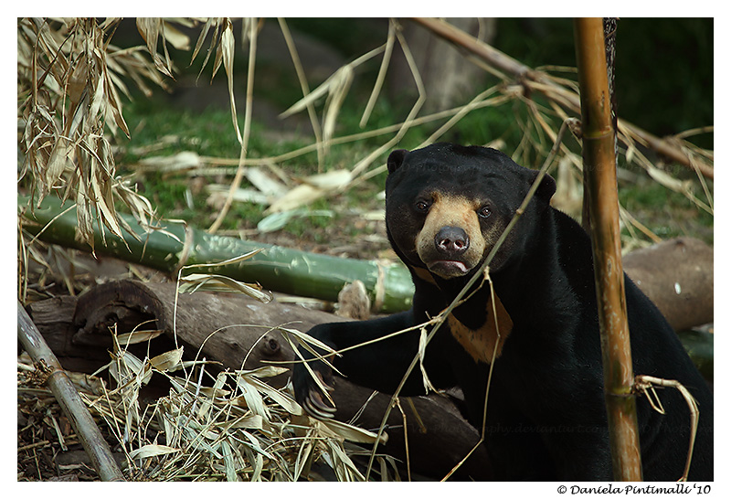 Bear Stare