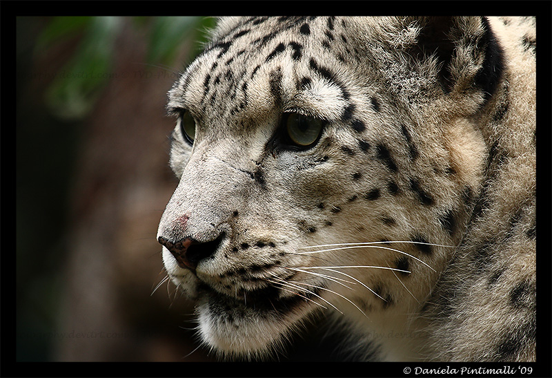 Snow Leopard Closeup