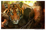 Tiger: Model by TVD-Photography