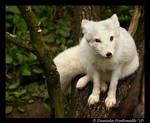 Arctic Fox by TVD-Photography