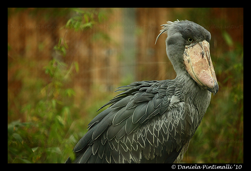 Evil Shoebill