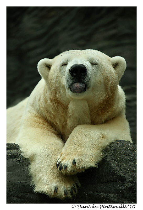 Polar Bear Raspberry