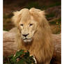 Lion: Bad Hair Day