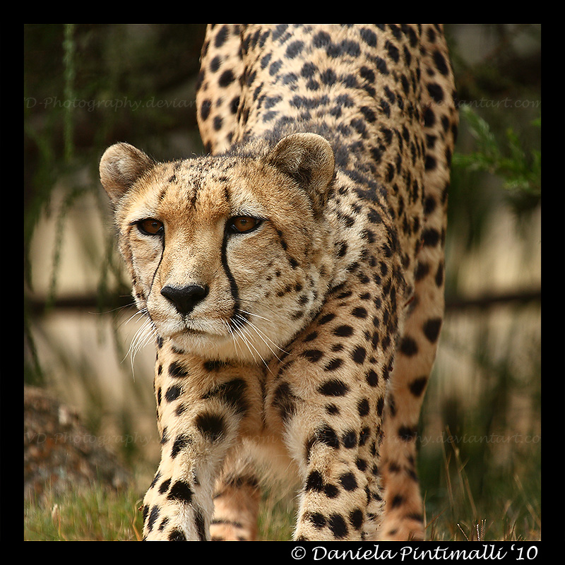 Cheetah Yoga