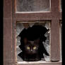 Kitty Window
